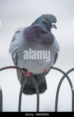 Feral Pigeon, Columba livia domestica, thront auf Geländern im Winterschnee, Regents Park, London, Großbritannien Stockfoto