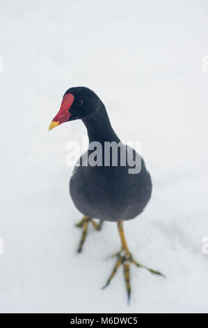 Common Moorhen, (Gallinula chloropus), steht im Winter im Regent's Park, London, Großbritannien Stockfoto