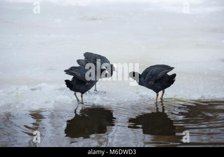 Eurasischen Blässhuhn (Fulica atra), territoriale Anzeige im Winter auf dem zugefrorenen See im Regents Park, London, Vereinigtes Königreich Stockfoto