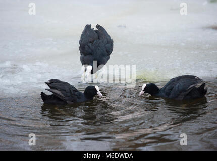 Eurasischen Blässhuhn (Fulica atra), territoriale Anzeige im Winter auf dem zugefrorenen See im Regents Park, London, Vereinigtes Königreich Stockfoto