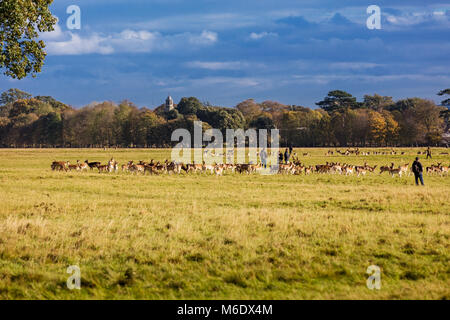 Wild Irish Fauna, eine Herde von Rotwild, die herumlaufen und Weiden in Phoenix Park, Dublin, Irland Stockfoto