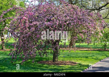 Brooklyn, New York, USA: Die rosa Blüten eines crabapple Tree in voller Blüte im Brooklyn Botanic Garden. Stockfoto