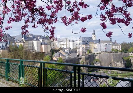 Blick auf die Altstadt der Stadt Luxemburg von unter einem Kwanzan Kirschbaum mit rosa Flauschige Blüten Stockfoto