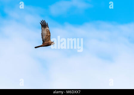 Kärrhök rovfågel, Brun, fågel, jagar, Vass, sjö, sork, råtta, flyger, Circus aeruginosus, Raubvogel, Rohrweihe, Vogel, Jagd, Reed, See, vole Stockfoto