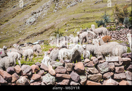 Herde von Lamas und Alpakas weiden auf einer Weide in einem fruchtbaren Tal in der Nähe von Cusco in Peru Stockfoto