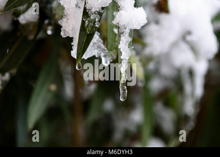 Frost und Schnee auf Blättern in einem Wintertag Stockfoto