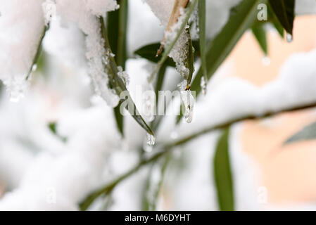 Frost und Schnee auf Blättern in einem Wintertag Stockfoto