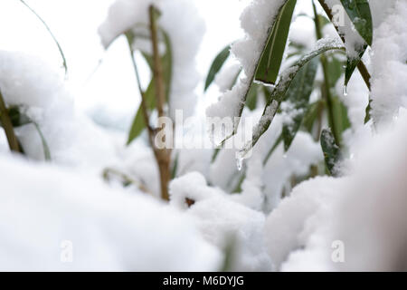 Frost und Schnee auf Blättern in einem Wintertag Stockfoto