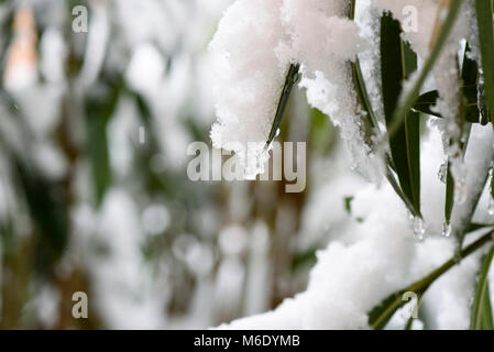 Frost und Schnee auf Blättern in einem Wintertag Stockfoto
