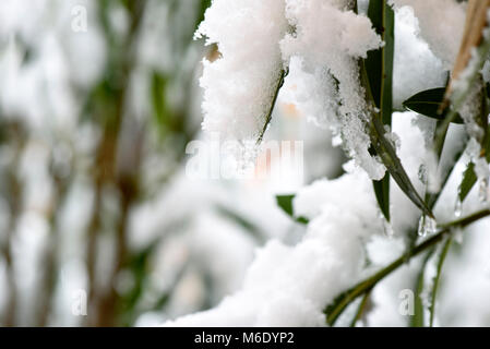 Frost und Schnee auf Blättern in einem Wintertag Stockfoto