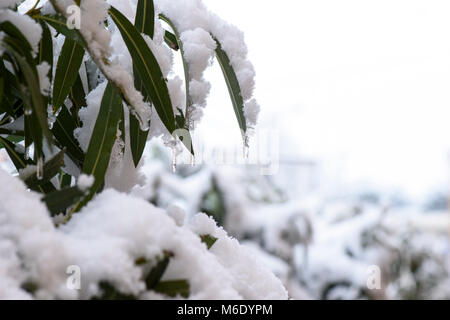 Frost und Schnee auf Blättern in einem Wintertag Stockfoto