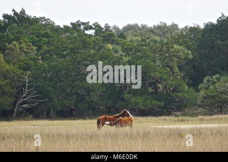 Cumberland Island, Georgia, USA: Ein wildes Pferd, das ihr Fohlen auf einer Wiese auf einer Insel vor der Küste Georgiens pflegt. Stockfoto