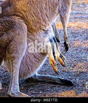 'Joey' in für die Zählung eingeschlafen. Stockfoto