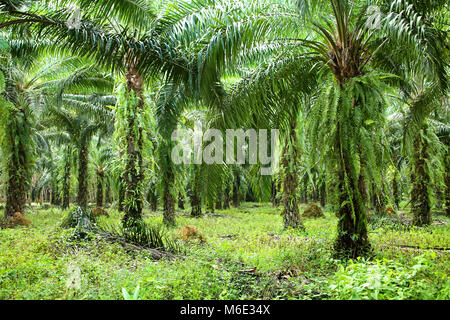 Üppigen, grünen Dschungel, Khao Sok National Park, Phanom Bezirk, Surat Thani, Thailand. Stockfoto