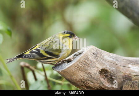 Eine atemberaubende männlichen Siskin (Carduelis spinus) auf einem Baumstumpf Fütterung thront. Stockfoto