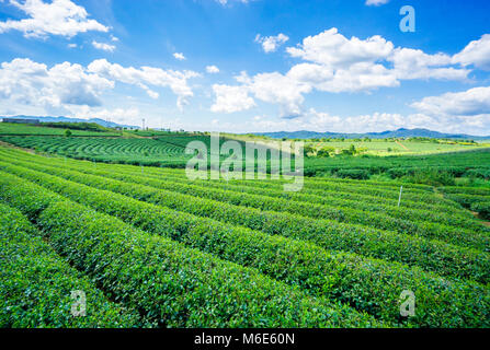 Bao Loc Kaffee Hügel, grüne Landschaft Hintergrund, grüne Blätter. Bao Loc, Lam Dong, Vietnam Stockfoto