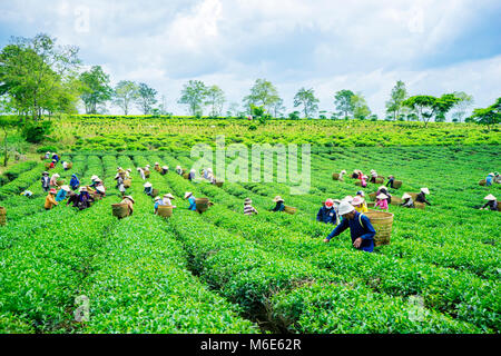 Bauer Ernte Tee auf Bao Loc Kaffee Hügel, grüne Landschaft Hintergrund, grüne Blätter. Bao Loc, Lam Dong, Vietnam Stockfoto