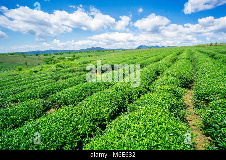 Bao Loc Kaffee Hügel, grüne Landschaft Hintergrund, grüne Blätter. Bao Loc, Lam Dong, Vietnam Stockfoto