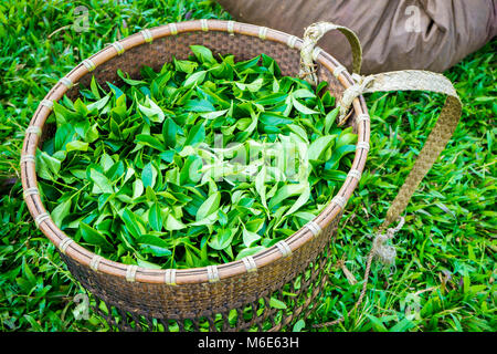 Bao Loc Kaffee Hügel, grüne Landschaft Hintergrund, grüne Blätter. Bao Loc, Da Lat, Vietnam Stockfoto