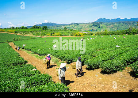 Bauer Ernte Tee auf Bao Loc Kaffee Hügel, grüne Landschaft Hintergrund, grüne Blätter. Bao Loc, Lam Dong, Vietnam Stockfoto