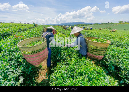 Bauer Ernte Tee auf Bao Loc Kaffee Hügel, grüne Landschaft Hintergrund, grüne Blätter. Bao Loc, Lam Dong, Vietnam Stockfoto