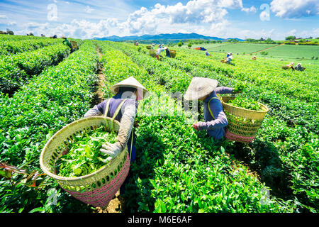 Bauer Ernte Tee auf Bao Loc Kaffee Hügel, grüne Landschaft Hintergrund, grüne Blätter. Bao Loc, Lam Dong, Vietnam Stockfoto