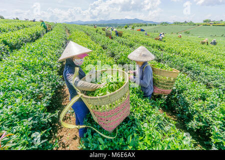 Bauer Ernte Tee auf Bao Loc Kaffee Hügel, grüne Landschaft Hintergrund, grüne Blätter. Bao Loc, Lam Dong, Vietnam Stockfoto