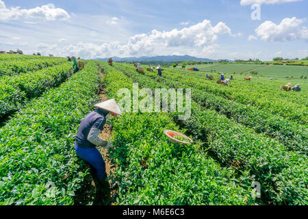 Bauer Ernte Tee auf Bao Loc Kaffee Hügel, grüne Landschaft Hintergrund, grüne Blätter. Bao Loc, Lam Dong, Vietnam Stockfoto