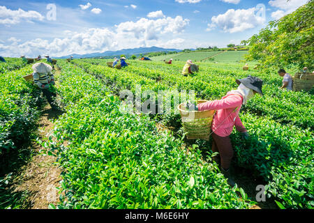 Bauer Ernte Tee auf Bao Loc Kaffee Hügel, grüne Landschaft Hintergrund, grüne Blätter. Bao Loc, Lam Dong, Vietnam Stockfoto