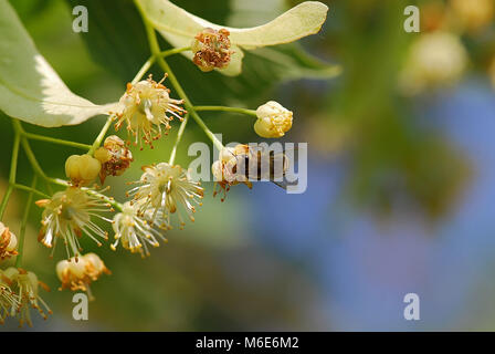 Biene Linden blühen 1. Stockfoto