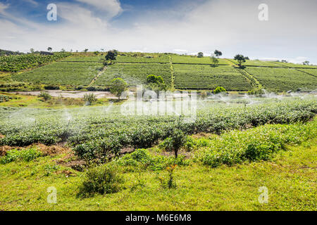 Bauer Ernte Tee auf Bao Loc Kaffee Hügel, grüne Landschaft Hintergrund, grüne Blätter. Bao Loc, Lam Dong, Vietnam Stockfoto