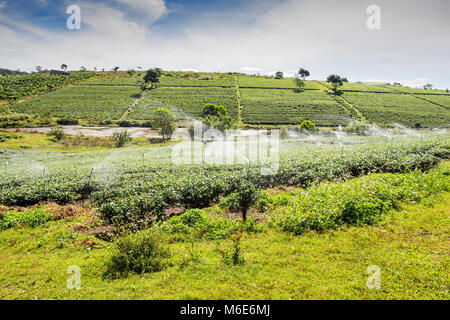 Bauer Ernte Tee auf Bao Loc Kaffee Hügel, grüne Landschaft Hintergrund, grüne Blätter. Bao Loc, Lam Dong, Vietnam Stockfoto