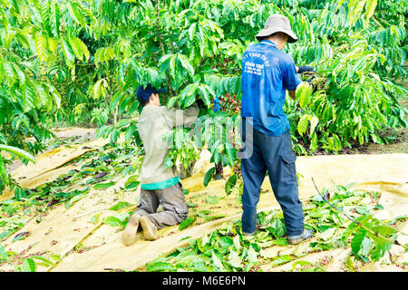 Kaffeepflanzer Ernte Kaffee Kirsche, Baoloc, Lamdong, Vietnam Stockfoto