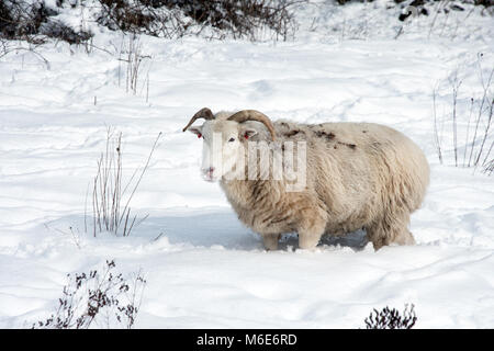 Schafe in knietiefem Schnee Stockfoto