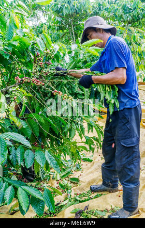 Kaffeepflanzer Ernte Kaffee Kirsche, Baoloc, Lamdong, Vietnam Stockfoto