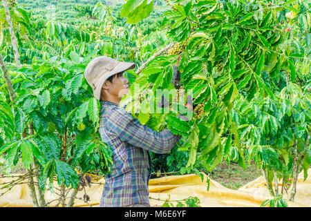 Kaffeepflanzer Ernte Kaffee Kirsche, Baoloc, Lamdong, Vietnam Stockfoto