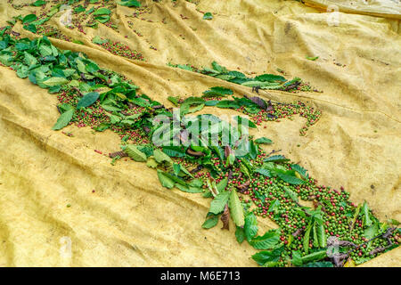 Kaffeebohnen auf Baum im Hof, Baoloc, Lamdong, Vietnam Stockfoto