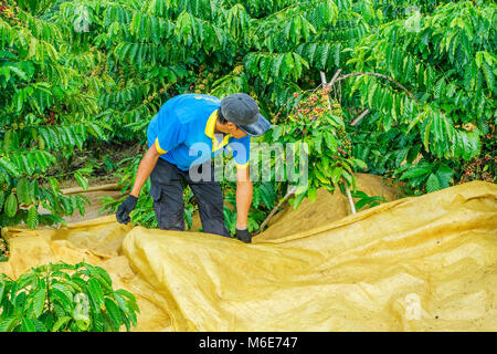 Kaffeepflanzer Ernte Kaffee Kirsche, Baoloc, Lamdong, Vietnam Stockfoto