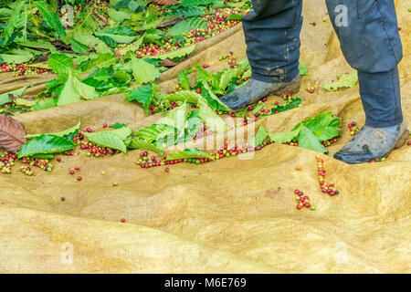 Kaffeepflanzer Ernte Kaffee Kirsche, Baoloc, Lamdong, Vietnam Stockfoto