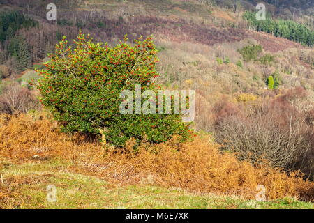 Ein holly bush beladen mit roten Beeren steht in der Landschaft, Snowdonia National Park Stockfoto