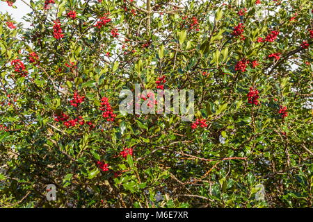 Eine Nahaufnahme eines holly bush beladen mit roten Beeren, Snowdonia National Park Stockfoto