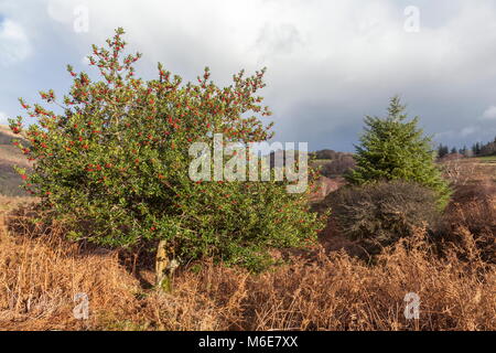 Ein holly bush beladen mit roten Beeren steht in der Landschaft, Snowdonia National Park Stockfoto