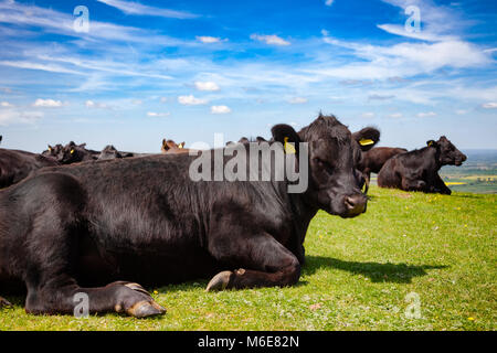 Schwarz Aberdeen Angus Rinder auf der Weide auf der South Downs Hill im ländlichen Sussex, Südengland, Großbritannien Stockfoto