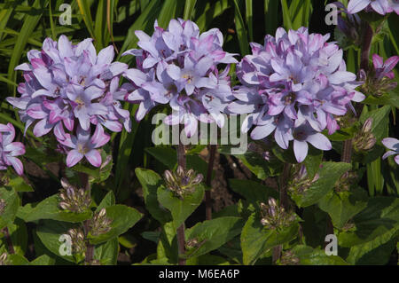 Pflanzen von lila Glückseligkeit bringen Farbe in diesem Garten Stockfoto