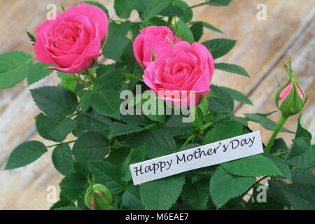 Happy Mother's Day Card mit rosa Wildrosen Stockfoto