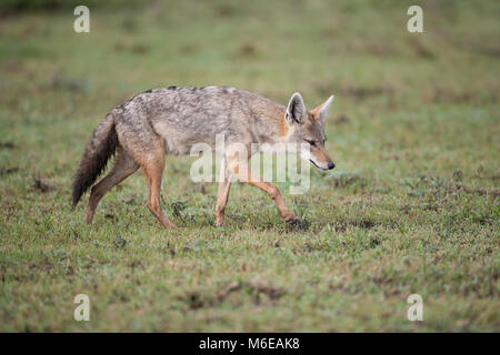 Golden (häufig) Jackal Canis aureus Herumstreichen im Grünland in Tansania Stockfoto