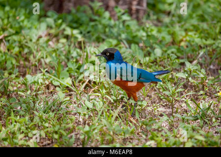 Ausgezeichnete Starling Lamprotornis superbus auf dem Gras im Profil in Ndutu, Tansania Stockfoto