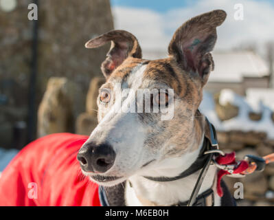 Porträt einer wunderschönen Brindle-weiß im Ruhestand (ex-Racing) Greyhound trägt einen roten Mantel im Sonnenschein an einem Wintertag Stockfoto