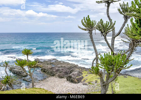 Interessante Vegetation mit dem Meer im Hintergrund, die von den grünen Hügeln auf dem Trail von Coffee Bay am Indischen Ozean in der Eastern Cape gesehen Stockfoto