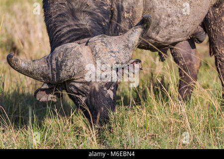 Buffalo männlichen Fütterung auf Savanne Gras, Nahaufnahme, Profil, Porträt, Oktober 2017 - Masai Mara, Kenia, Afrika Stockfoto